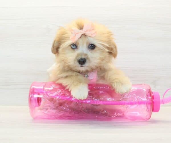Jamie Lee - Toy Pomshi Puppy - Image 2