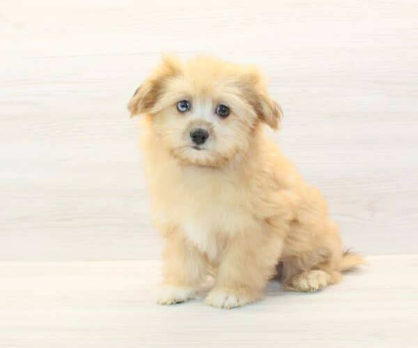 Jamie Lee - Toy Pomshi Puppy - Image 4