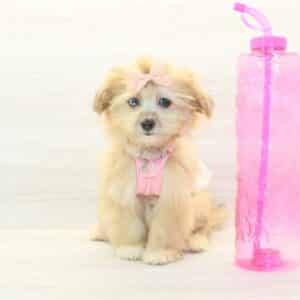 Jamie Lee - Toy Pomshi Puppy