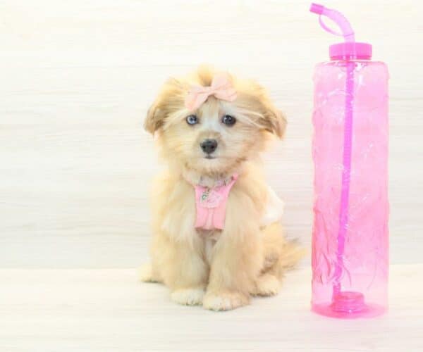Jamie Lee - Toy Pomshi Puppy