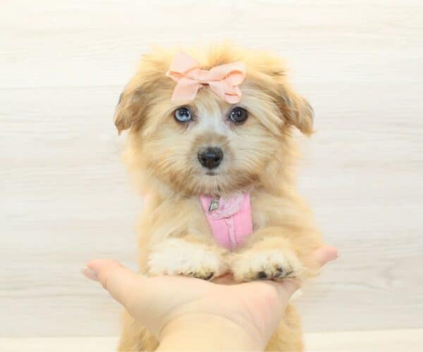 Jamie Lee - Toy Pomshi Puppy - Image 3