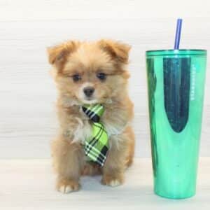 Kpop - Toy Pomtese Puppy