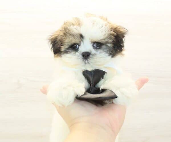 Liam Neeson - Toy Shih Tzu Puppy - Image 4