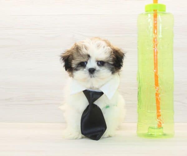 Liam Neeson - Toy Shih Tzu Puppy
