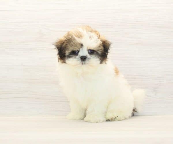 Liam Neeson - Toy Shih Tzu Puppy - Image 5