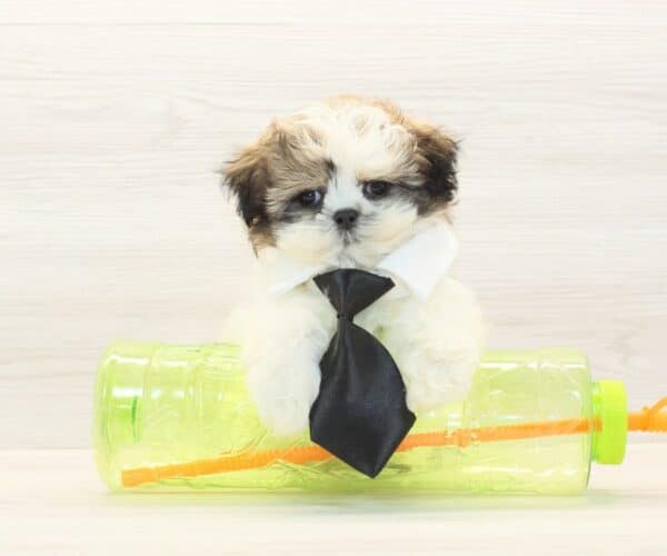 Liam Neeson - Toy Shih Tzu Puppy - Image 2