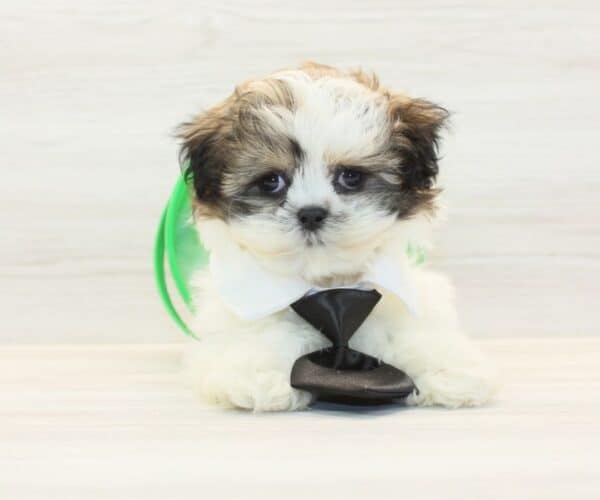 Liam Neeson - Toy Shih Tzu Puppy - Image 3