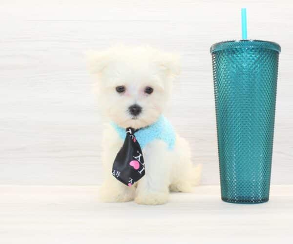 Lipa - Toy Maltese Puppy - Image 2