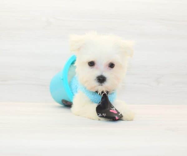 Lipa - Toy Maltese Puppy