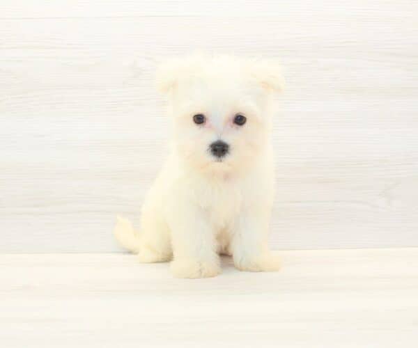 Lipa - Toy Maltese Puppy - Image 5