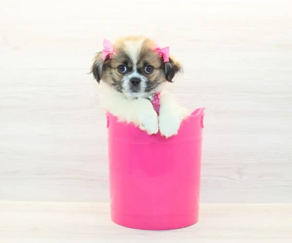 Liza - Toy Peekapoo Puppy - Image 4