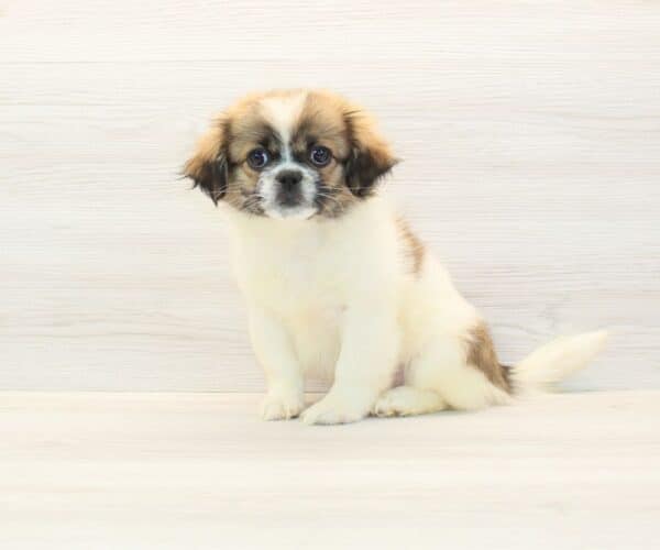 Liza - Toy Peekapoo Puppy - Image 5