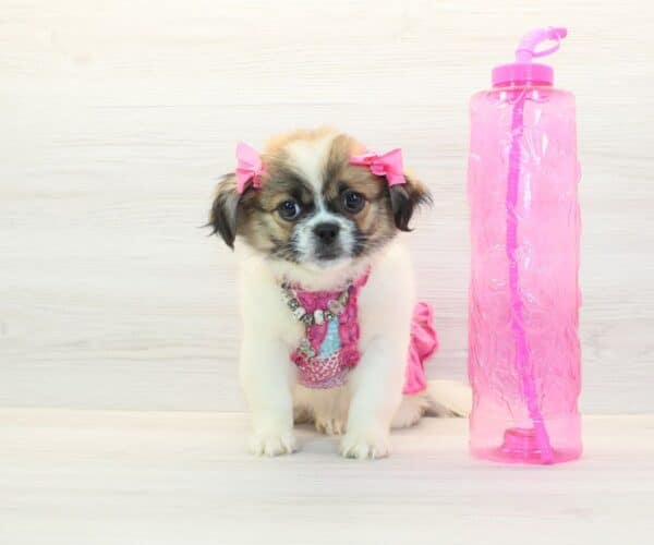 Liza - Toy Peekapoo Puppy - Image 2