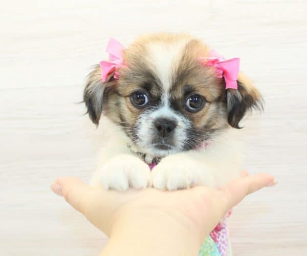 Liza - Toy Peekapoo Puppy - Image 3