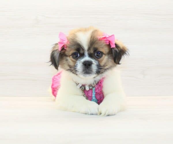 Liza - Toy Peekapoo Puppy