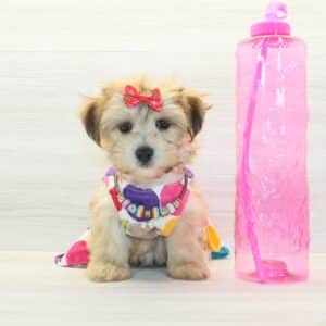 Masha - Toy Morkie Puppy