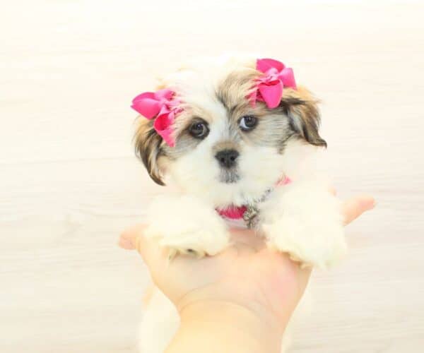Maureen - Toy Lhasa Apso Puppy - Image 4