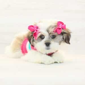 Maureen - Toy Lhasa Apso Puppy