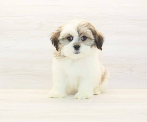Maureen - Toy Lhasa Apso Puppy - Image 5