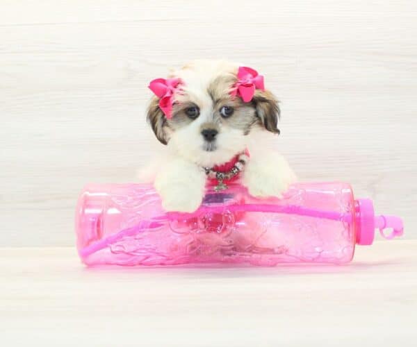 Maureen - Toy Lhasa Apso Puppy - Image 3