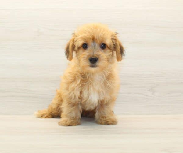 Megan - Toy Porkie Puppy - Image 2