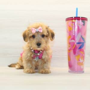 Megan - Toy Porkie Puppy