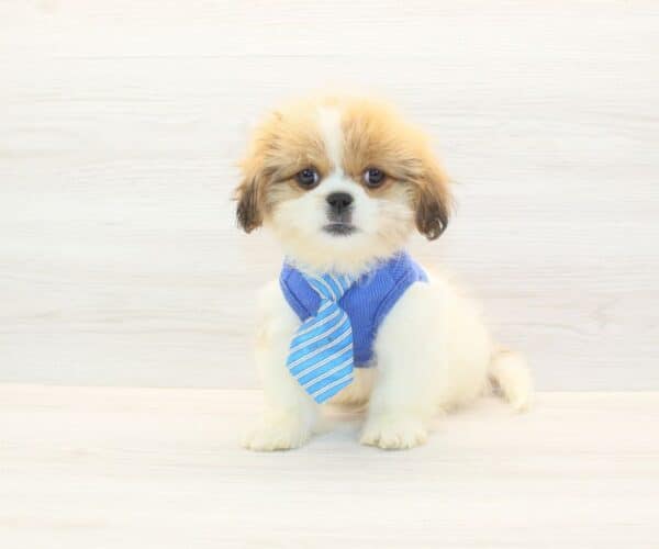 Mr. Fantastic - Toy Peekapoo Puppy - Image 3
