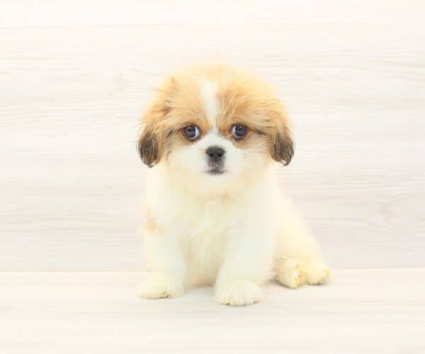 Mr. Fantastic - Toy Peekapoo Puppy - Image 6