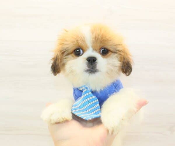 Mr. Fantastic - Toy Peekapoo Puppy - Image 4