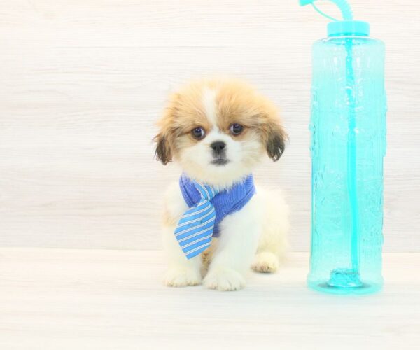 Mr. Fantastic - Toy Peekapoo Puppy