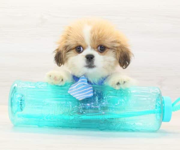Mr. Fantastic - Toy Peekapoo Puppy - Image 2