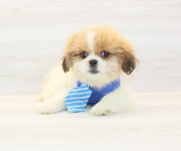 Mr. Fantastic - Toy Peekapoo Puppy - Image 5