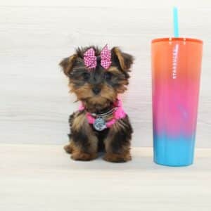 Olivia - Tiny Teacup Yorkie Puppy