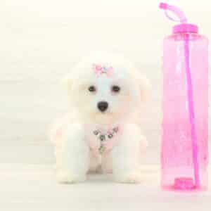 Pamela - Toy Cotonese Puppy