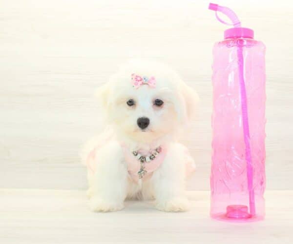 Pamela - Toy Cotonese Puppy