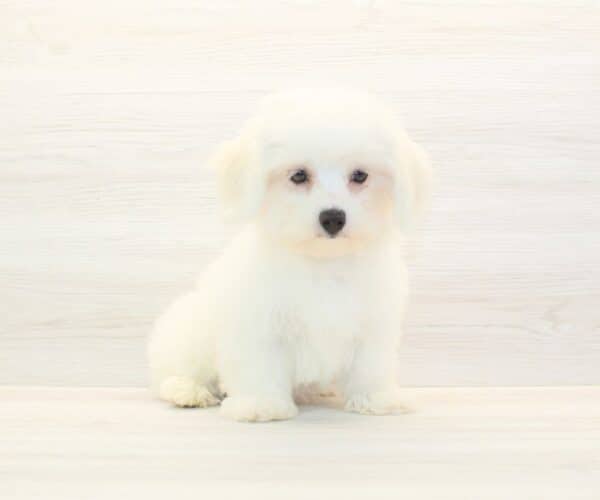 Pamela - Toy Cotonese Puppy - Image 5