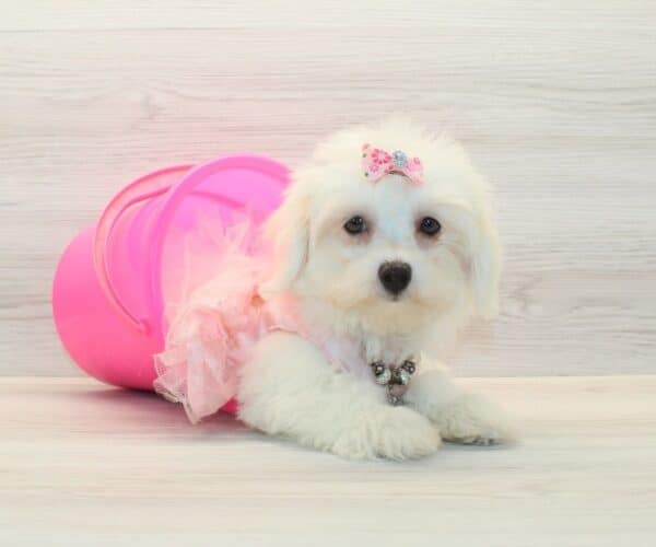 Pamela - Toy Cotonese Puppy - Image 2