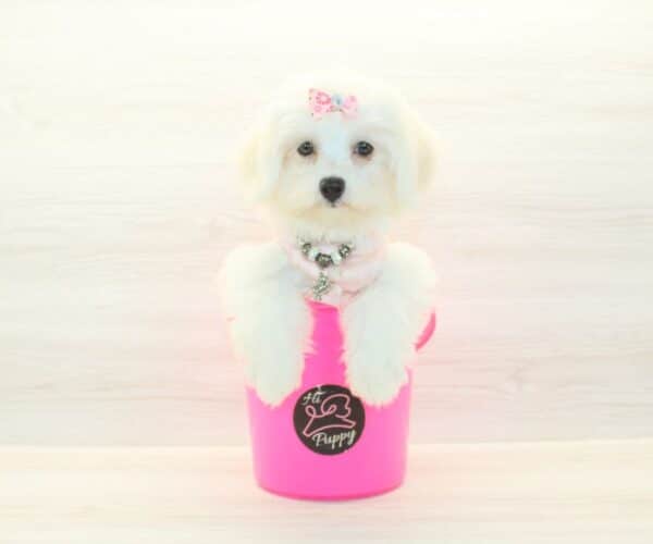 Pamela - Toy Cotonese Puppy - Image 3