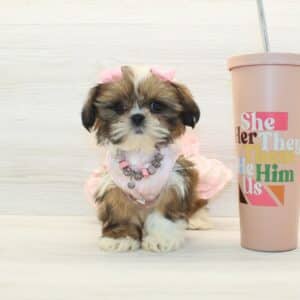 Pretty - Toy Shih Tzu Puppy