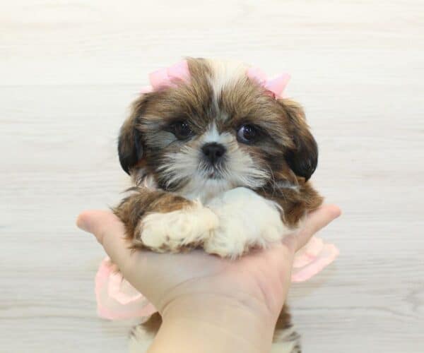 Pretty - Toy Shih Tzu Puppy - Image 5