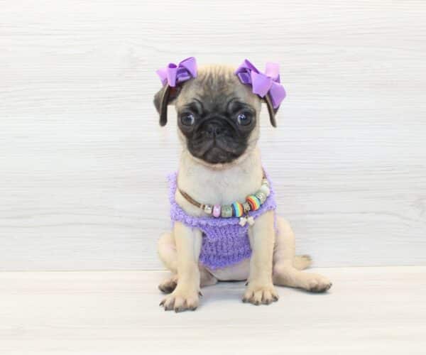 Regina King - Toy Pug Puppy - Image 4