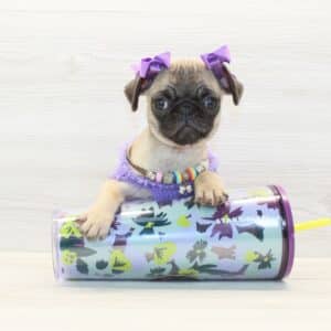Regina King - Toy Pug Puppy