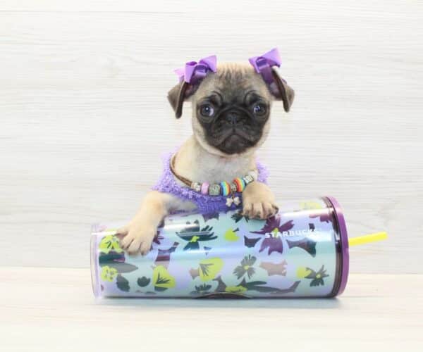 Regina King - Toy Pug Puppy