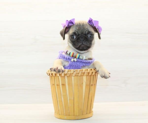 Regina King - Toy Pug Puppy - Image 3