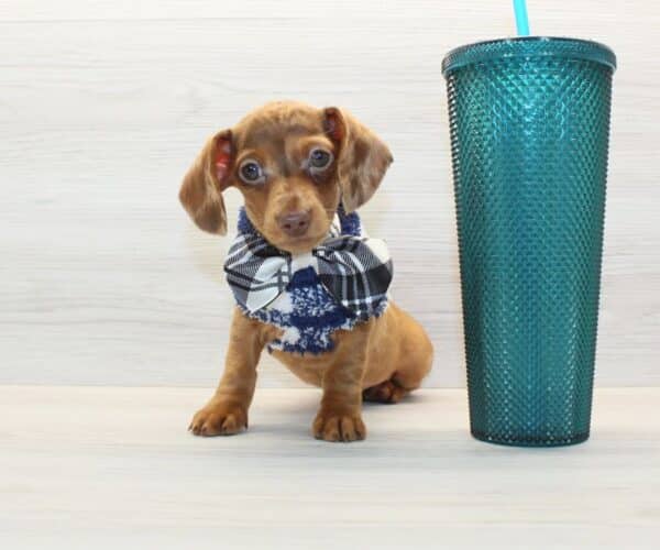 Shortsy - Miniature Dachshund Puppy - Image 2