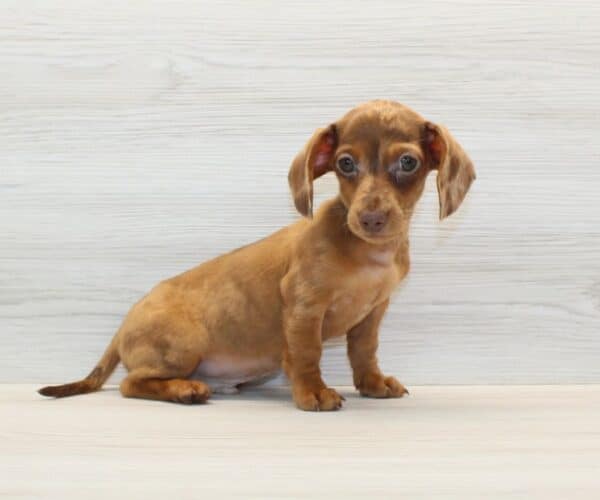 Shortsy - Miniature Dachshund Puppy - Image 3