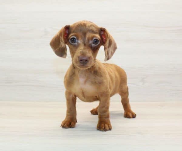 Shortsy - Miniature Dachshund Puppy