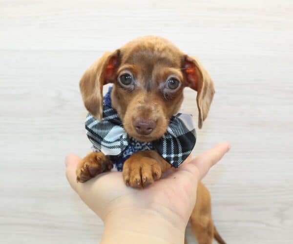 Shortsy - Miniature Dachshund Puppy - Image 4