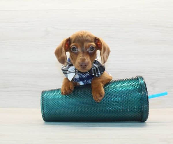 Shortsy - Miniature Dachshund Puppy - Image 5