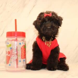 Sia - Toy Poodle Puppy